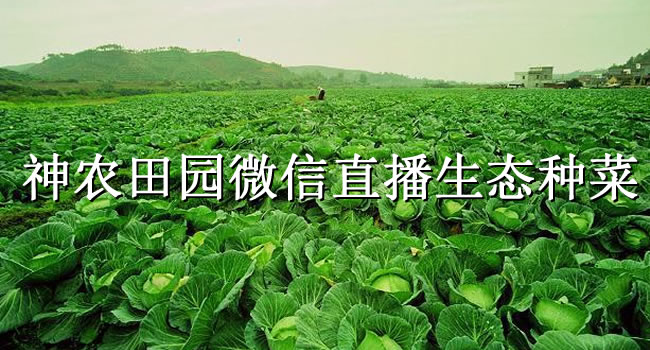 “農(nóng)”也會玩，三位88后“神農(nóng)”微信直播種菜（珠海網(wǎng)訊互聯(lián)網(wǎng)站建設(shè)網(wǎng)配圖）